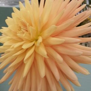 Meet your Posher, Connie